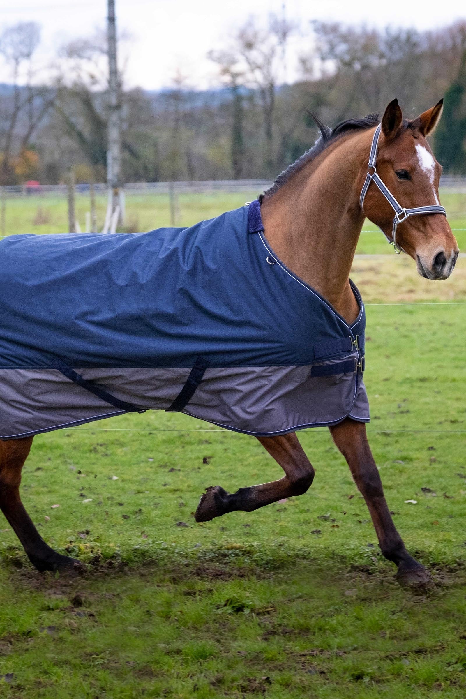 Equi Theme EQUITHÈME TYREX 600D Turnout Rug, 450 g Horse Rugs