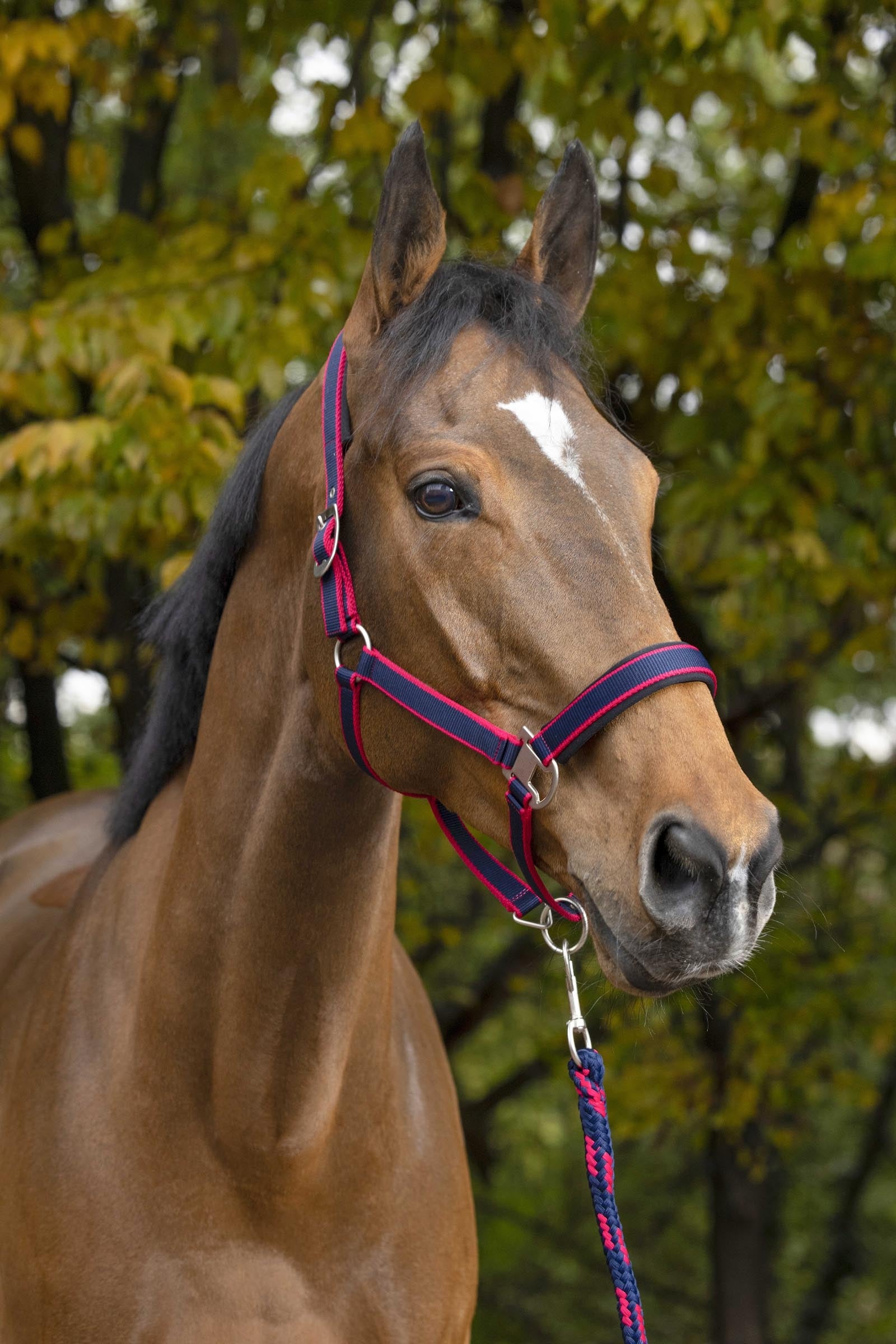 EQUITHÈME Satin halster + halstertouw Halsters & Halstertouwen