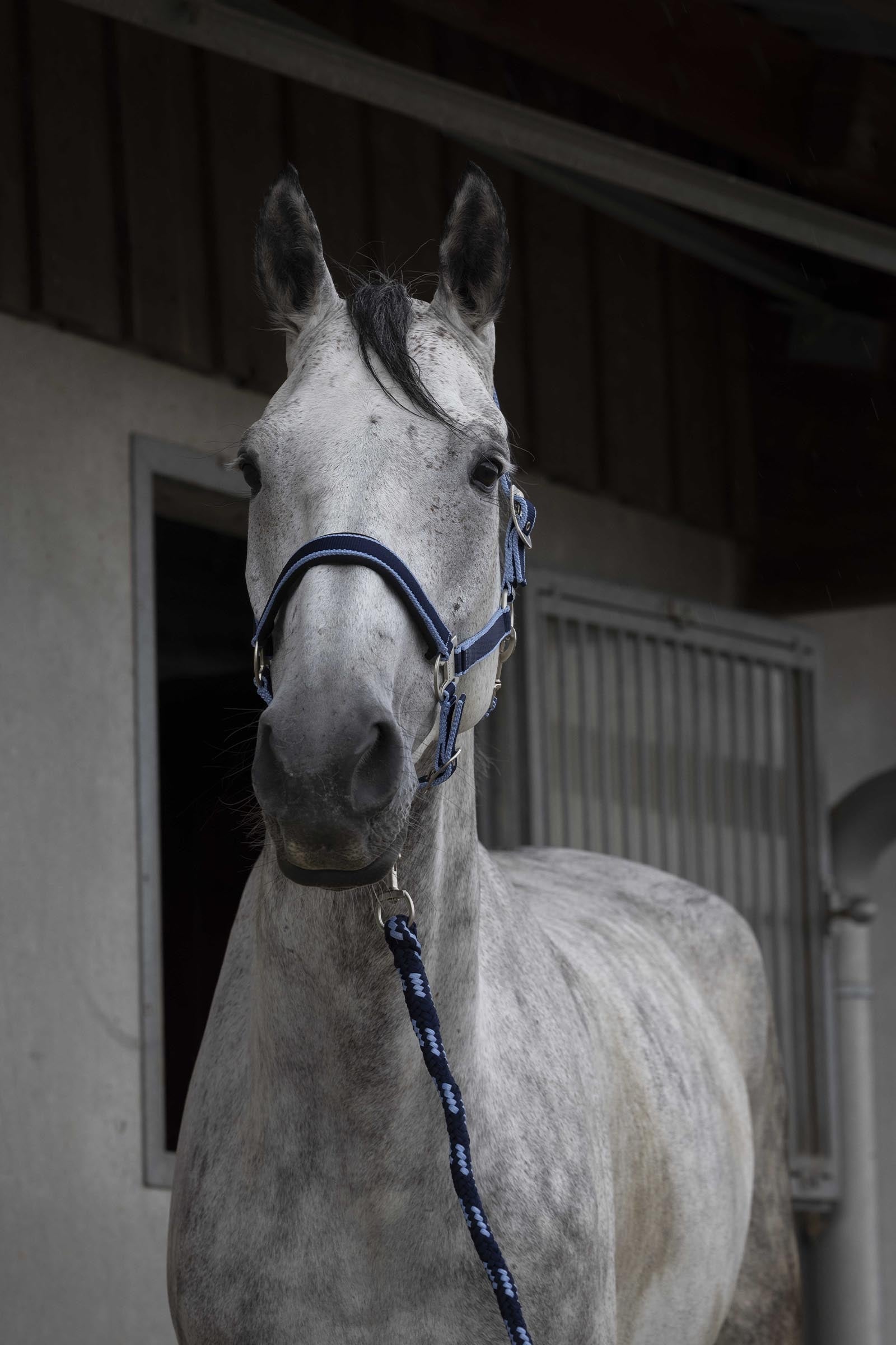 EQUITHÈME Satin halster + halstertouw Halsters & Halstertouwen