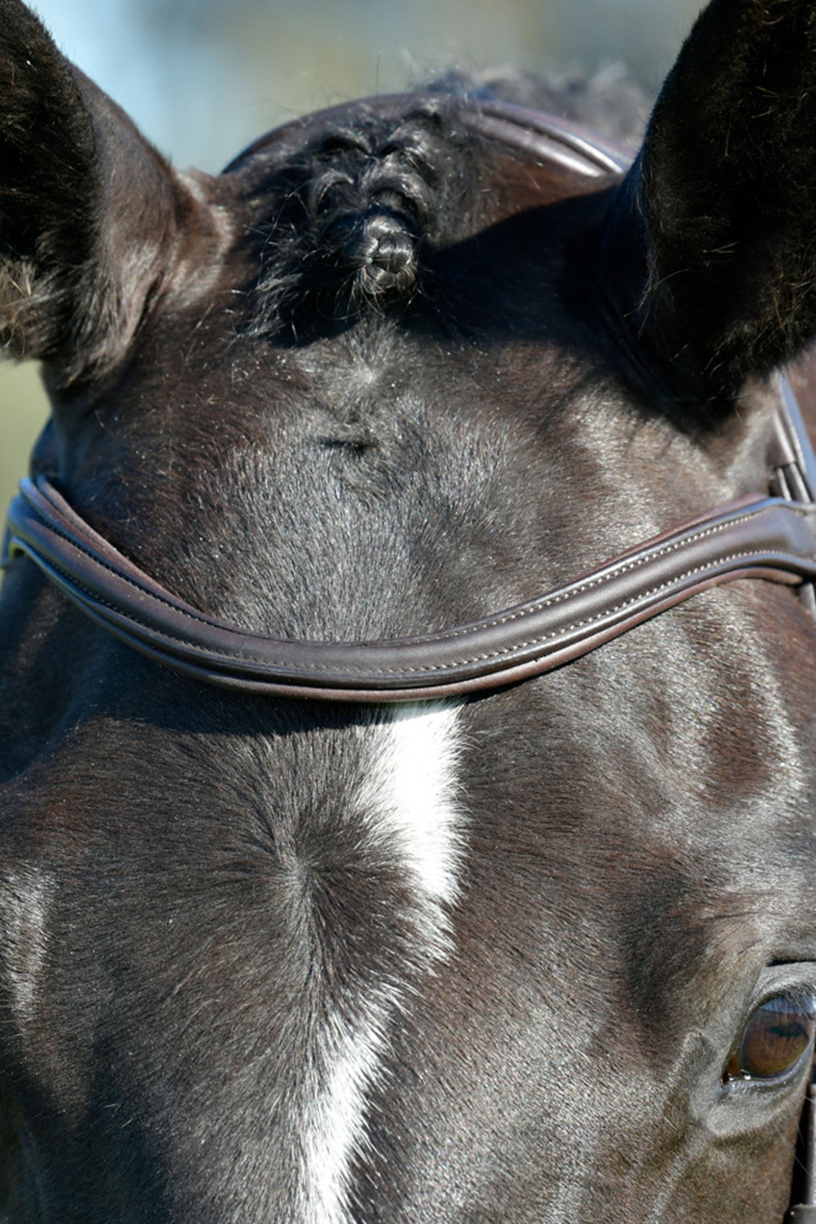 Collegiate Comfitec Opulux Plain Padded Hanoverian Flash Bridle Bridles & Reins