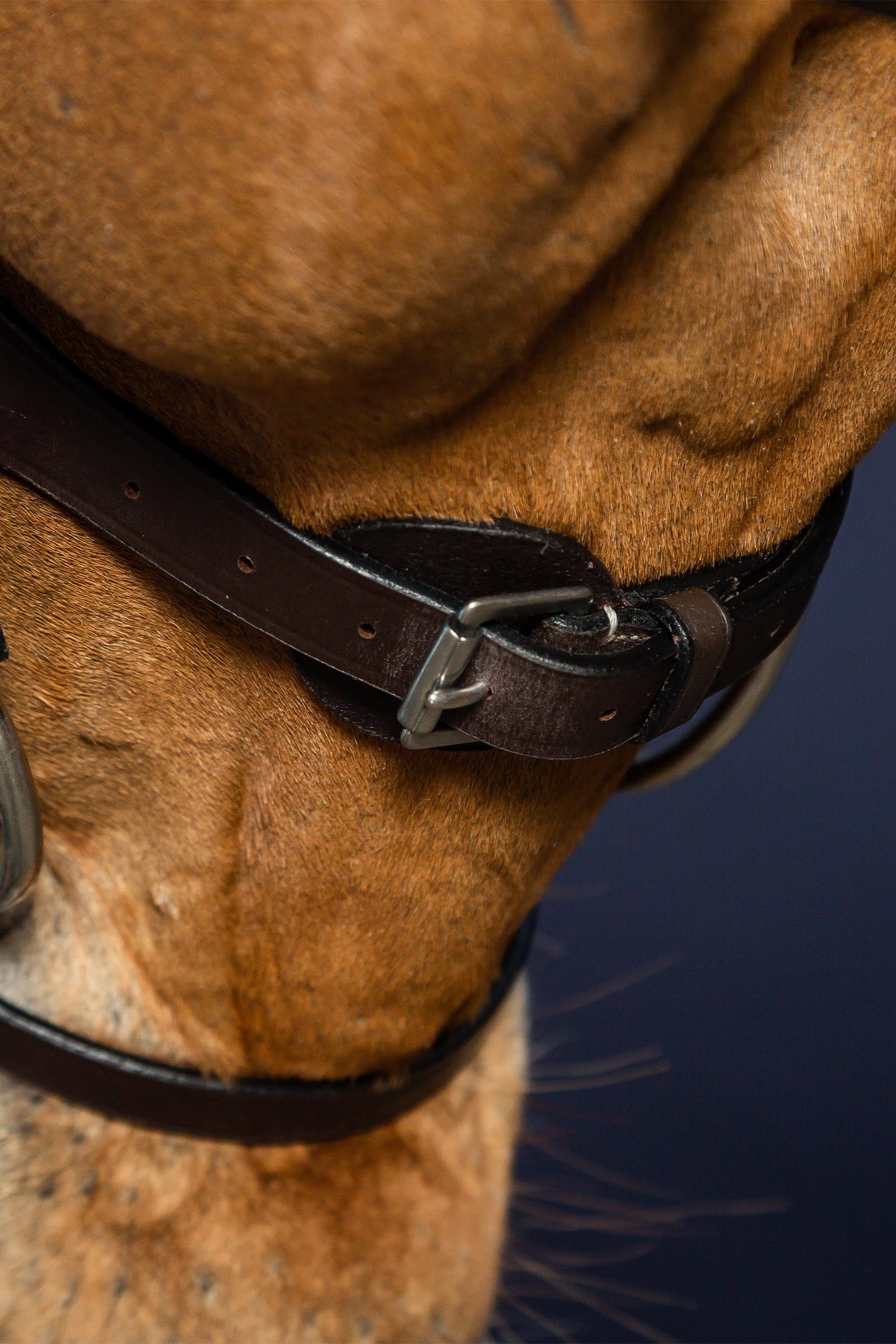 Dy'on Working Flat Leather Bridle With Snap Hooks Bridles & Reins