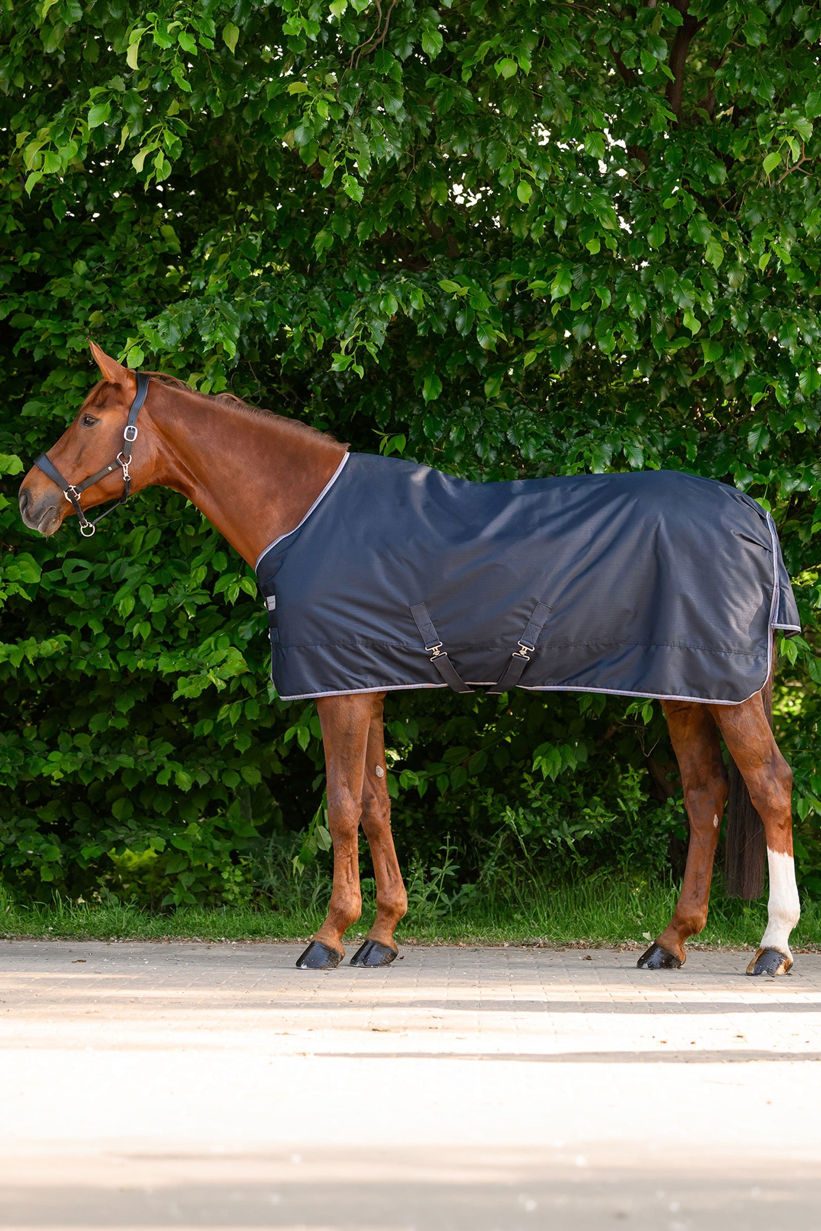 Waldhausen ECONOMIC outdoordeken, 100g Paardendekens