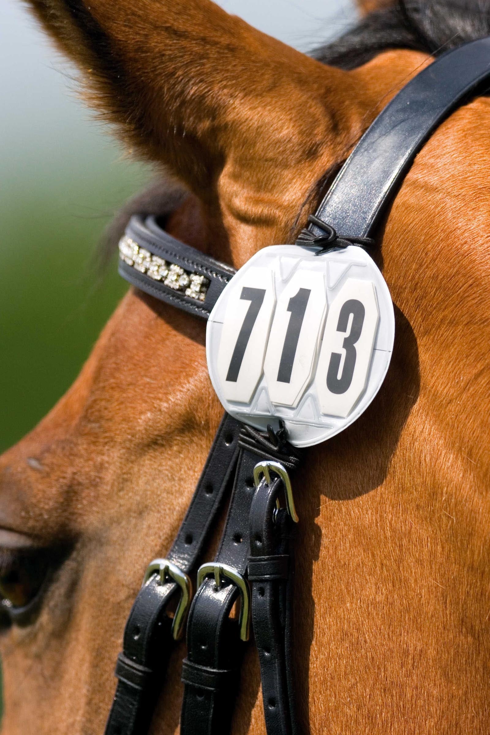 EQUITHÈME 3-cijferig startnummer, rond Dames paardrijkleding