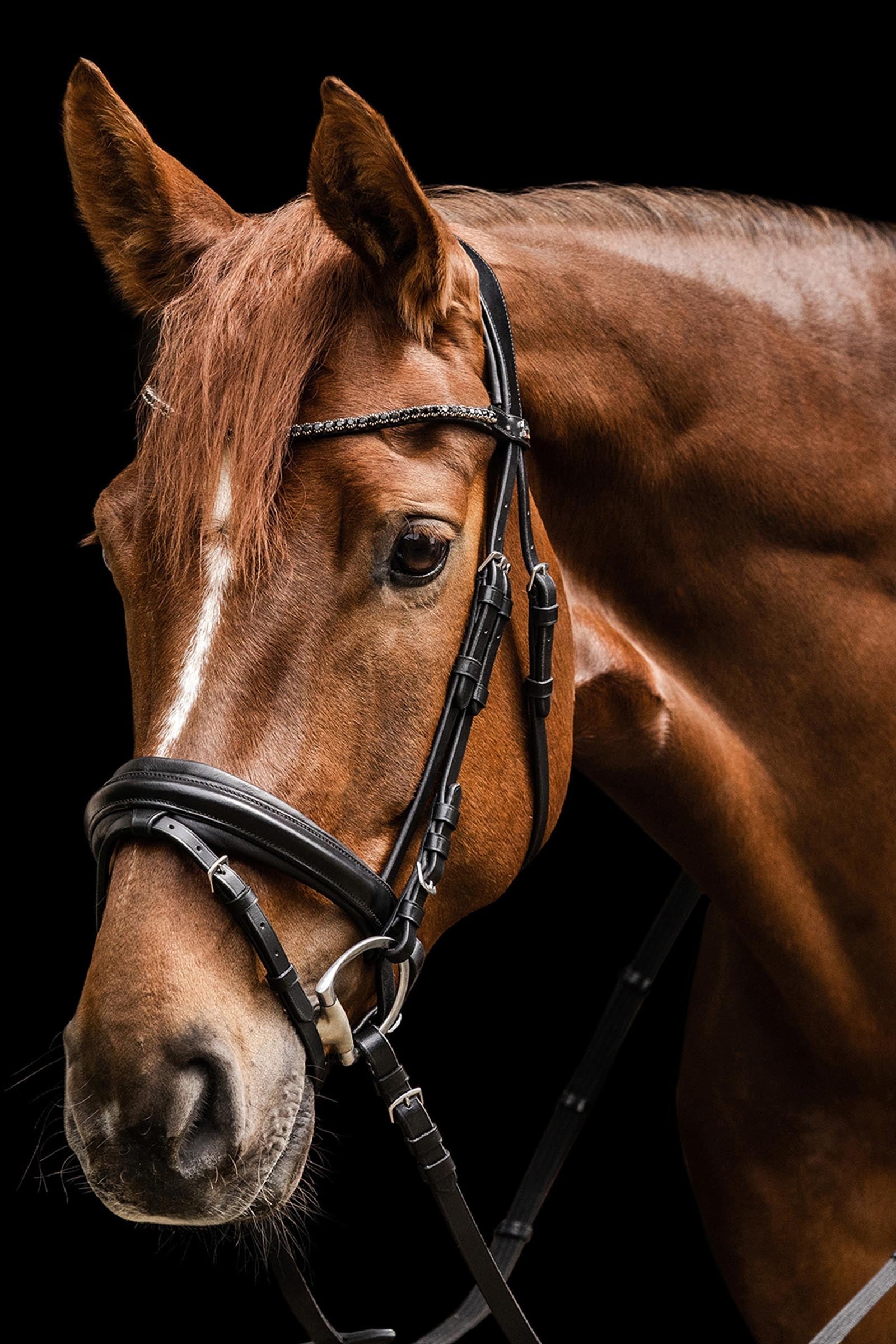 Waldhausen X-Line Favourite Bridle Bridles & Reins