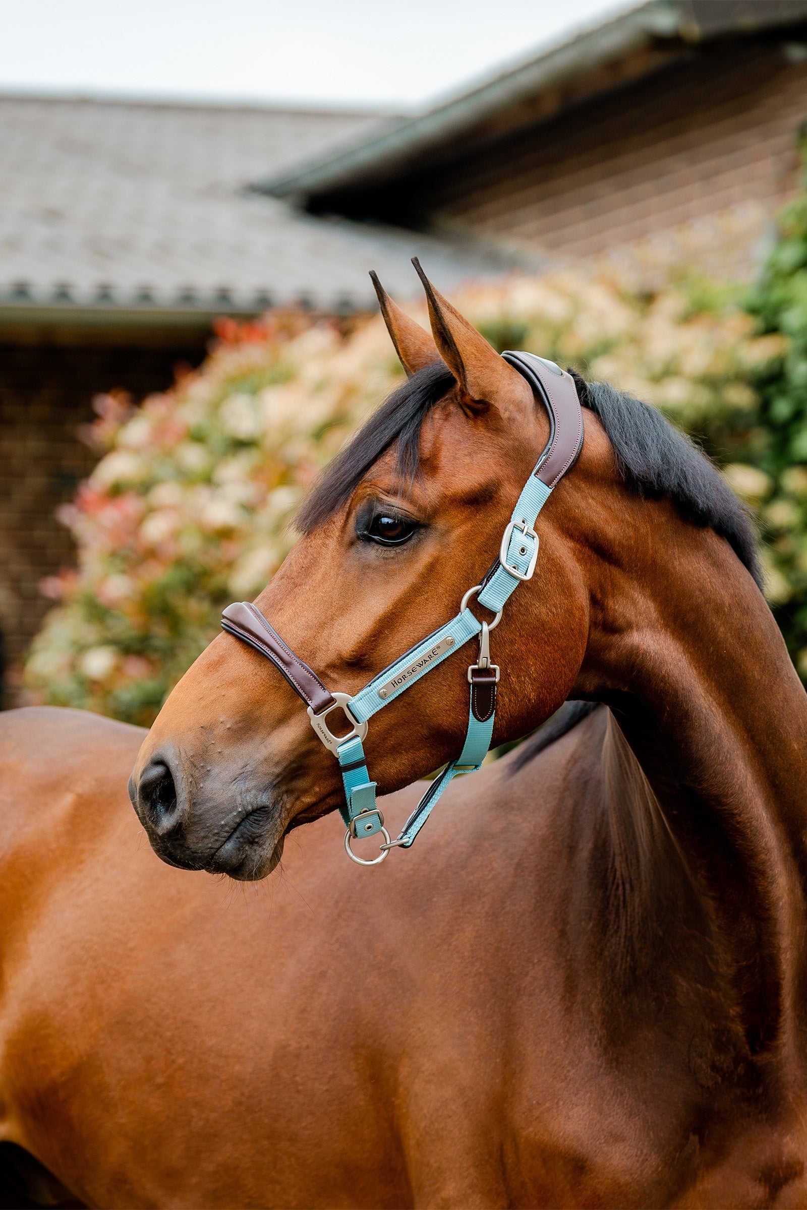 Horseware Handtekening Show Halster Halsters & Halstertouwen