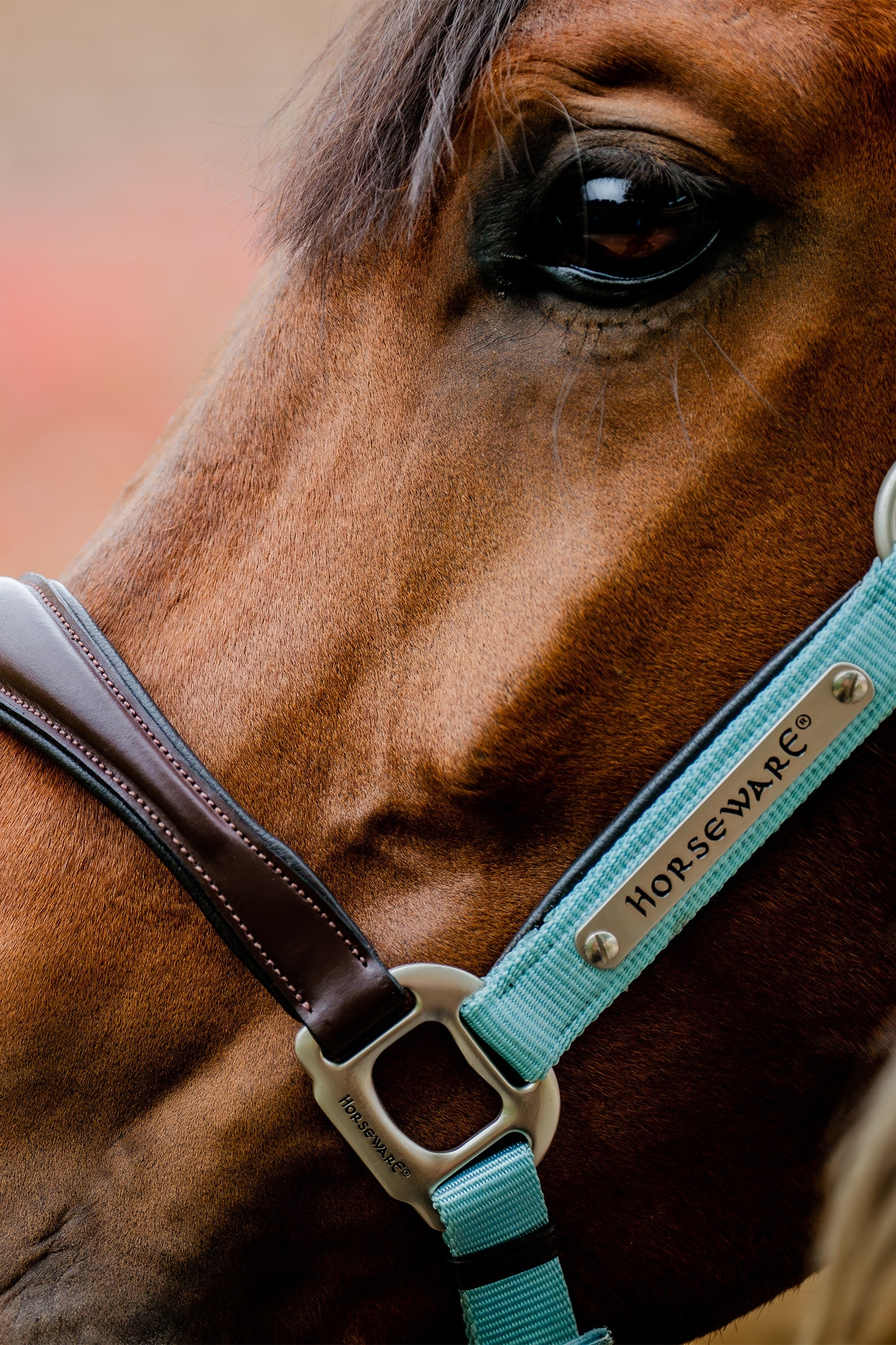Horseware Signature Competition Headcollar Halters & Leads