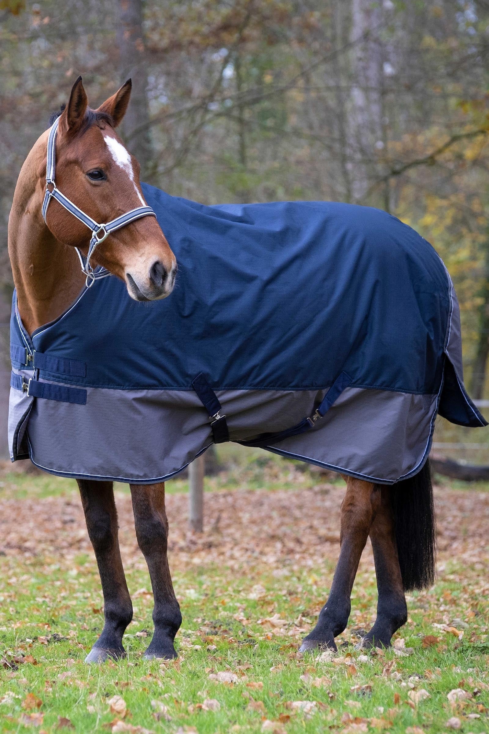 Equi Theme EQUITHÈME TYREX 600D Turnout Rug, 50 g Horse Rugs