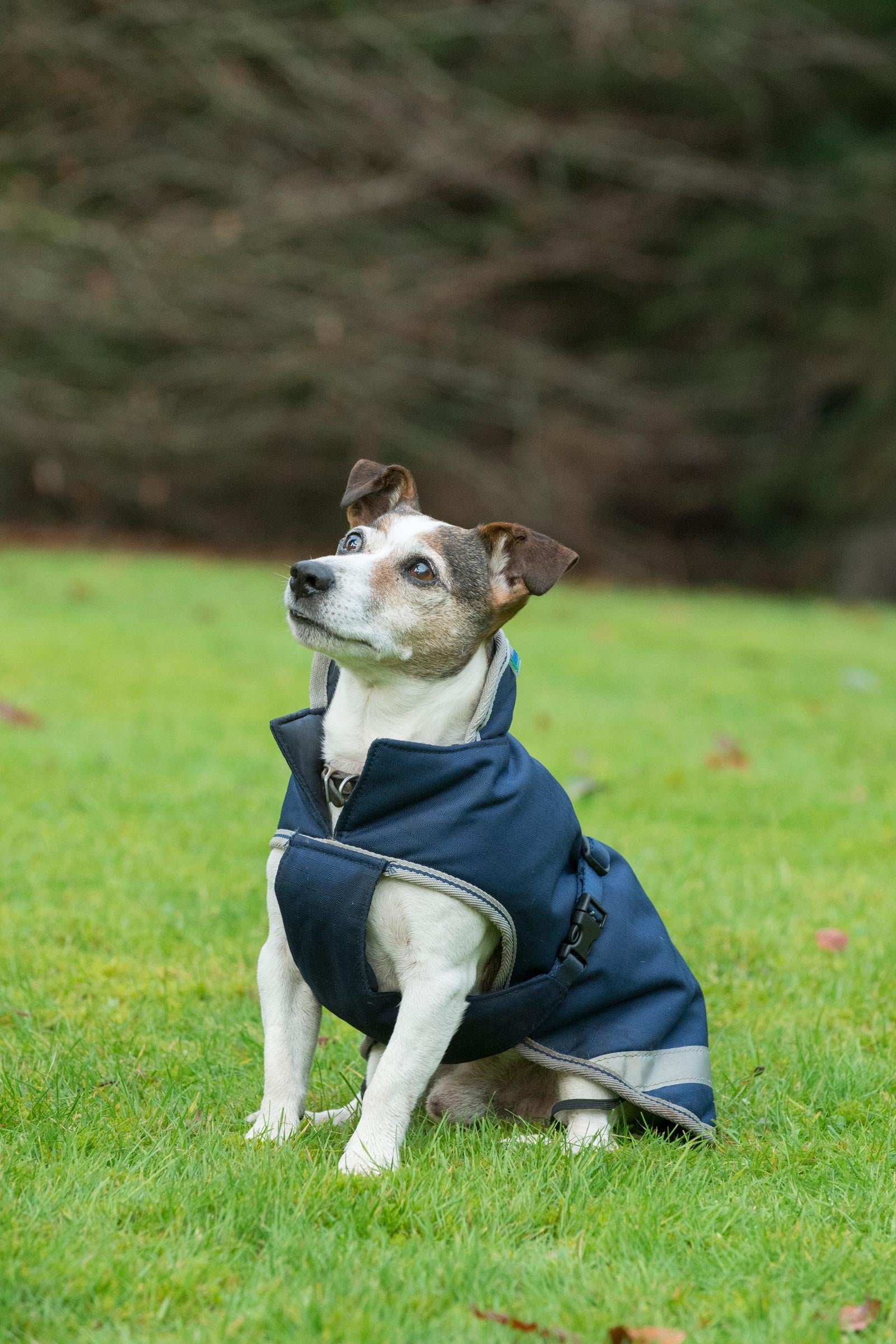 Bucas Freedom Hondendeken, 300g (30-45 cm) Hond